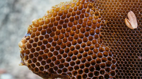 Pente de mel sem mel ou abelhas — Fotografia de Stock