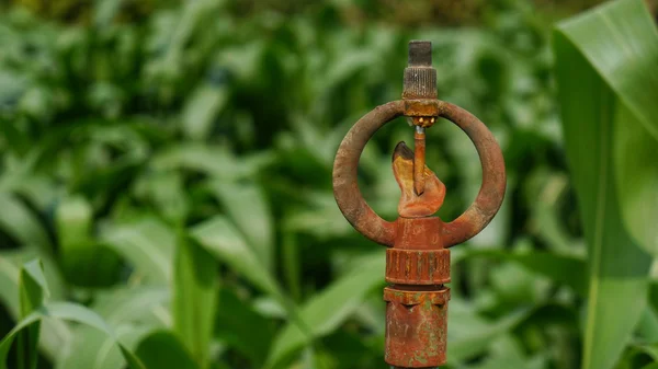 Paslı sulama yağmurlama Mısır alan önünde