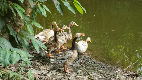 Gruppe brauner Enten am Teich — Stockfoto