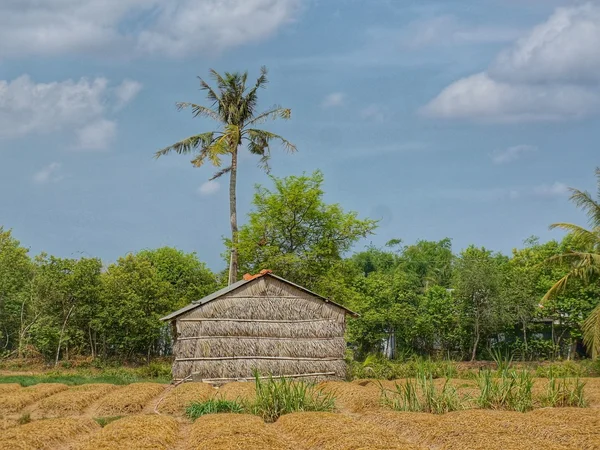 Basit ahşap bambu ormanı döken