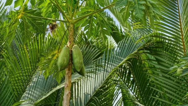 The papaya tree with green fruits — Stock Photo, Image