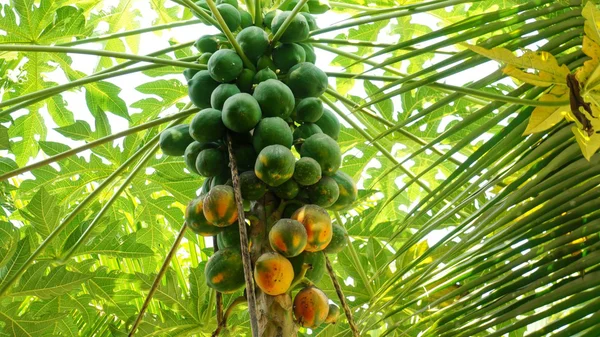 Yeşil papaya ağaç meyve parlak gökyüzü altında.