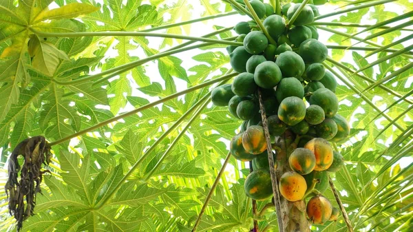 Bir papaya ağaç meyve parlak gökyüzü altında.