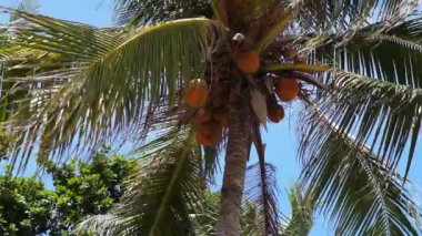 Turuncu renkli hindistancevizi ile bir palmiye ağacının üstünde