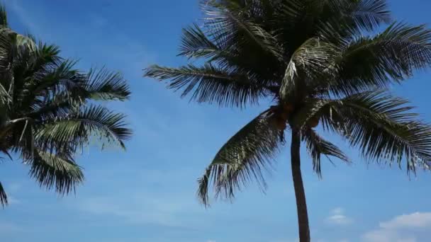 Silhouette of coconut palm tree in front of clear blue bright sky — Stock Video