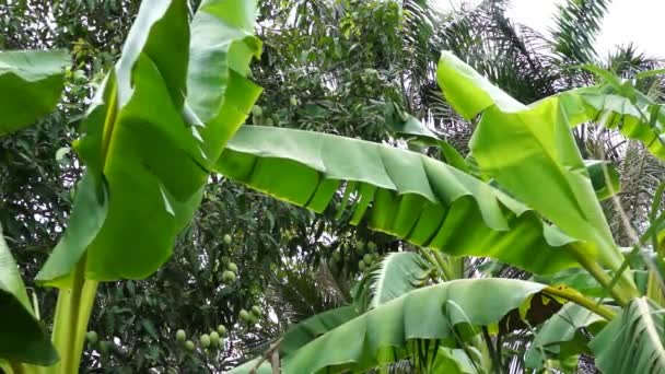 Bananenboom leafs zwaaien voor een mangoboom — Stockvideo