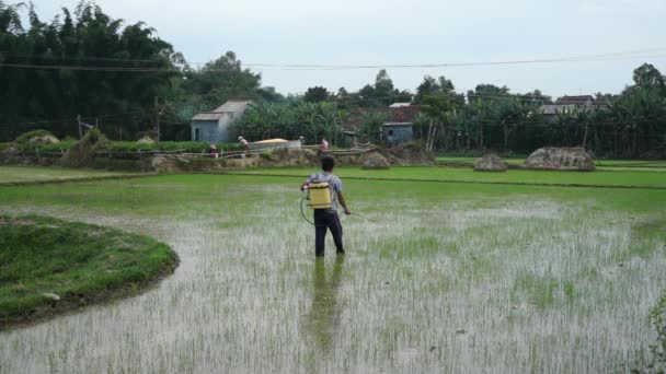 Pulverizando com pesticidas, um agricultor vietnamita não identificado caminha através de um campo de arroz . — Vídeo de Stock