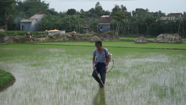 Agricultor vietnamita no identificado caminando por el campo de arroz, rociando con pesticidas . — Vídeos de Stock