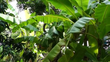 Rüzgar güneşli gün sallayarak muz ağacı yapraklar