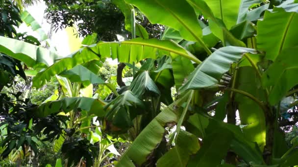 Hojas de plátano ondeando viento día soleado — Vídeos de Stock