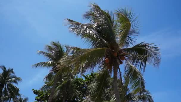 Wierzchołek drzewa kokosowego na tle jasnego nieba — Wideo stockowe