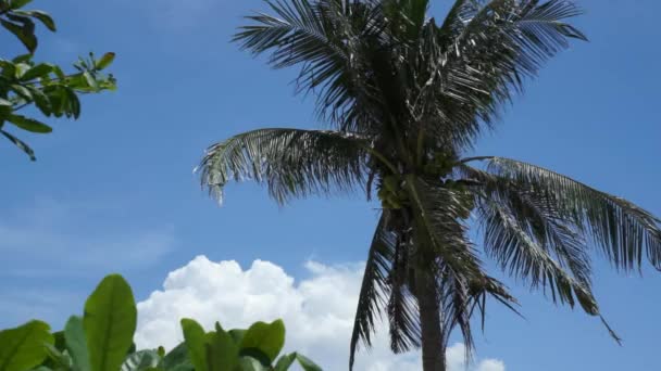 Верх кокосового дерева на фоні неба — стокове відео