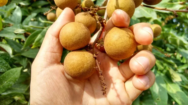 Longan grup (Dimocarpus longan). Bir sürü Longan taze ve soyulmamış meyveler