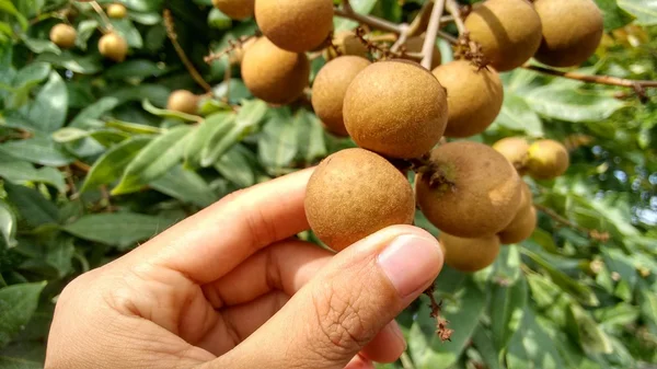 リュウガン束 (Dimocarpus リュウガン)。リュウガンの新鮮な果物の束を保持している女性の指 ストックフォト