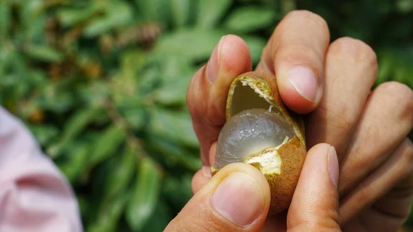 Longan meyve. Kadın parmakları Peeling ve açılış bir meyve Longan ağacı önünde.