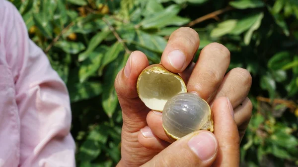 Longan meyve (Dimocarpus longan) soyulmuş ve kadın elinde açın