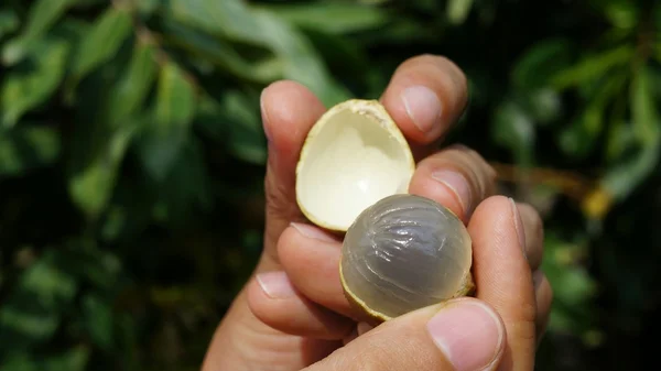 女性の手によって開催されたリュウガン果実 (Dimocarpus リュウガン) 開き、皮をむいた ロイヤリティフリーのストック画像