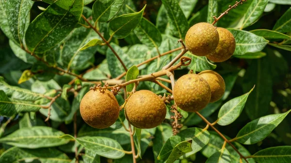 Longan meyve bahçeleri - tropikal meyve olgun longan ağaç üzerinde asılı