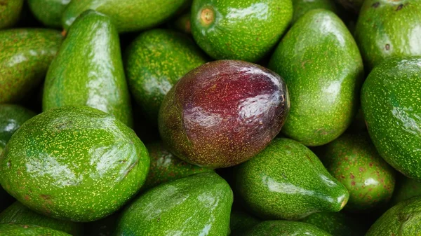 Um monte de abacates maduros. Uma fruta vermelha roxa entre um bando de abacates verdes . Imagem De Stock