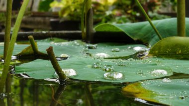 Lotus yaprağına su damlaları, su damlası, Lotus