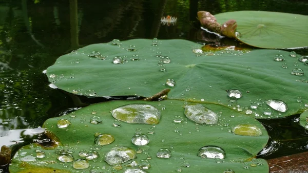 Lotus yaprağı ile su damlaları, su damlası, Lotus