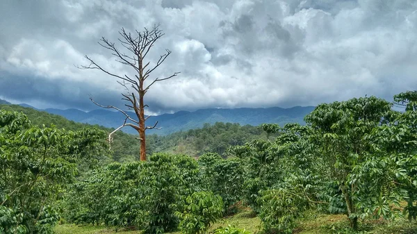 Saç ekimi - bir ölü ağaç gövdesi, kahve saç ekimi yatay yukarıda bulutlu gökyüzü