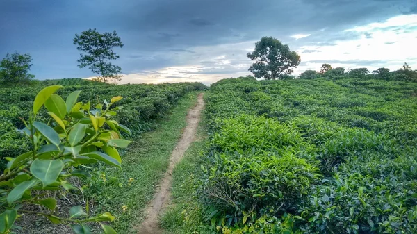 Plantation - Cloudy sky above coffee plantation landscape