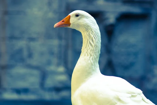Ganso bonito branco ou cisne Fotografia De Stock