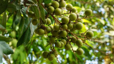 Longan meyve ağacı üzerinde