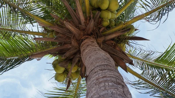 Indah pohon kelapa — Stok Foto