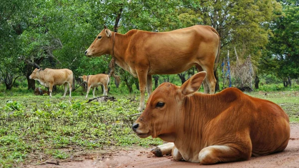 Genç inek çiğneme