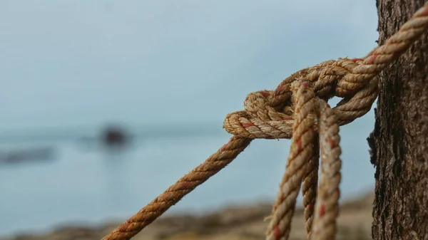 Touw vastgebonden met een knoop in een boom Stockfoto