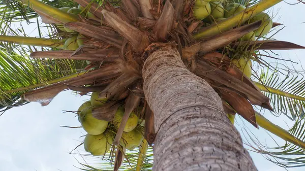 Palma da cocco — Foto Stock