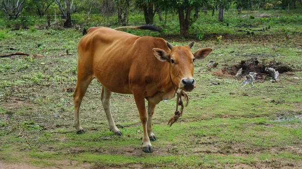 Коричневая корова на лугу — стоковое фото