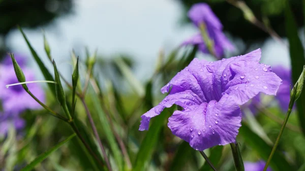 Yağmur damlaları ile mor çiçek