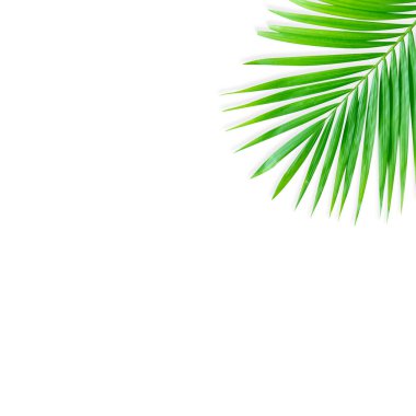 Gerçek tropikal yapraklar beyaz üzerine desenler serer.