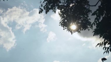 Yaprakların arkasında parlayan güneş patlaması ya da yıldız patlaması 