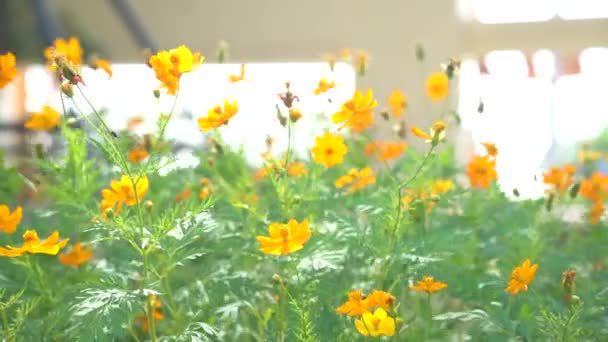 黄色いスターバーストの花は花で 美しい色は風に優しく吹かれています — ストック動画