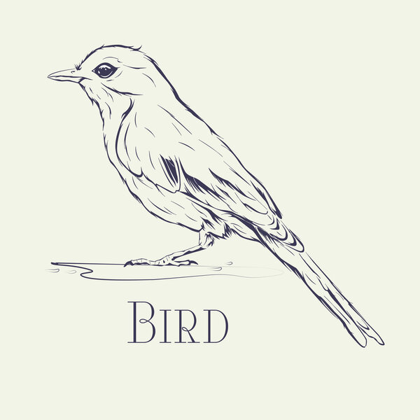 Чернильные наброски птиц
