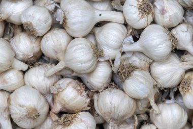 Yeni toplanmış sarımsak soğanlarının yakın çekim dokusu, kağıt derinin detaylarını gösteriyor. Bangladeş kırsalındaki organik gıda üretimi pazara hazır..