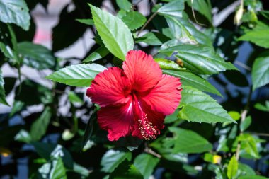Canlı, parlak kırmızı bir Hibiscus 'un (Hibiscus rosa-sinensis) yakın çekimi, aynı zamanda Çin Gülü veya Hawaii Hibiscus olarak da bilinir, güneşli bir günde zengin yeşil yapraklarla çevrelenir..