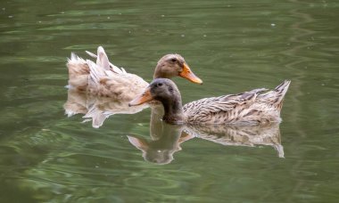 Bangladeş kırsalında doğal bir gölette birlikte yüzen iki yerli kahverengi ördek. Güney Asya 'da geleneksel hayvancılık ve basit kır yaşamı.
