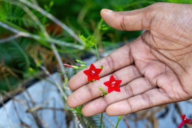 Bir kadın elinin, çiçek açan kırmızı Cypress Vine çiçeklerine (Ipomoea quamoclit) nazikçe dokunduğu yakın plan, aynı zamanda Star Glory, Kardinal Climber veya Hummingbird Vine olarak da bilinir..