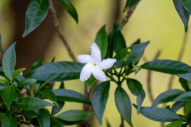 Bahçede açan bir fırıldak çiçeğinin (Tabernaemontana divaricata) güzel bir yakın çekimi. Crape Jasmine, Seylan Jasmine ya da Doğu Hindistan Rosebay olarak da bilinir..