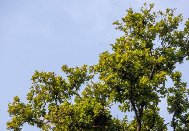 Yoğun, yeşil ve sararan bir ağacın tepesine mavi bir gökyüzüne bakıyorum. Doğal ışık, yaz ya da sonbahar geçiş geçmişi ve barışçıl doğa manzarası..