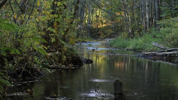 Autumn river flows along the shores — Stock Video