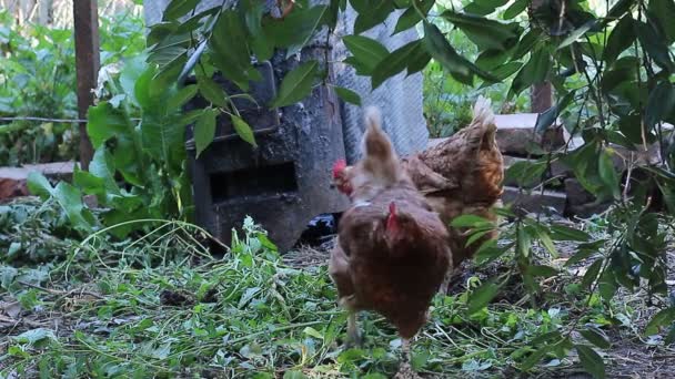 Coq et poulet dans le poulailler 
