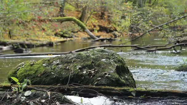 Large stone lies in the middle of the autumn river — Stock Video