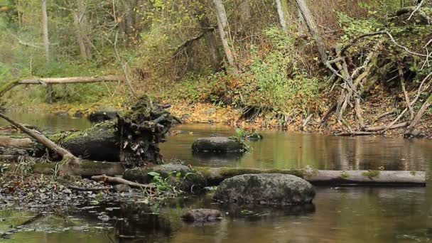 Large stones fnd logs lie on the bottom shoaled autumn river — Stock Video