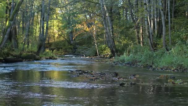 Río de otoño fluye a través de los bosques de otoño — Vídeos de Stock